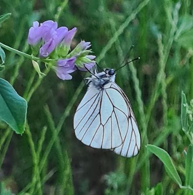 Groot Geaderd Witje - Black-veined Whiteg