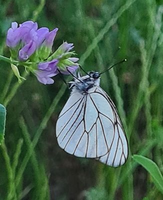 Groot Geaderd Witje - Black-veined White