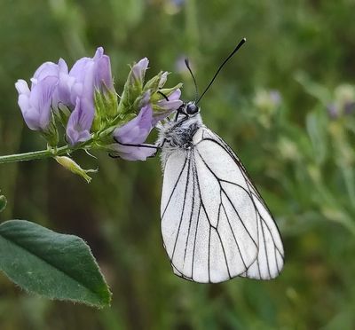 Groot Geaderd Witje - Black-veined White