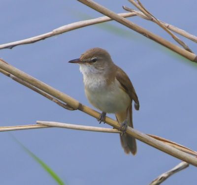 Grote Karekiet - Great Reed Warbler