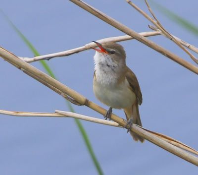 Grote Karekiet - Great Reed Warbler