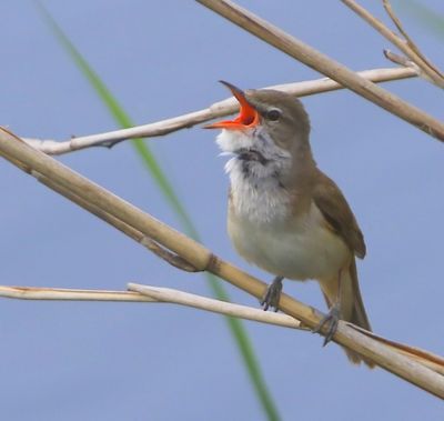 Grote Karekiet - Great Reed Warbler