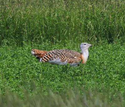Grote Trap - Great Bustard