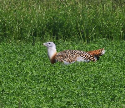 Grote Trap - Great Bustard