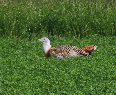 Grote Trap - Great Bustard