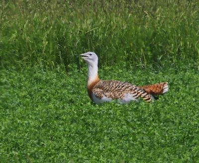 Grote Trap - Great Bustard