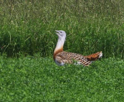 Grote Trap - Great Bustard