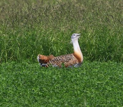 Grote Trap - Great Bustard