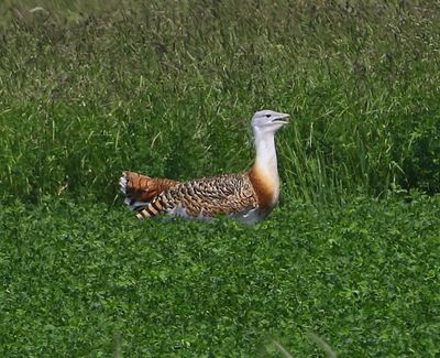 Grote Trap - Great Bustard