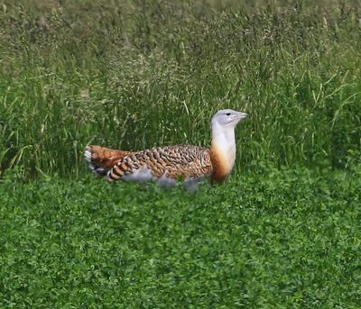 Grote Trap - Great Bustard
