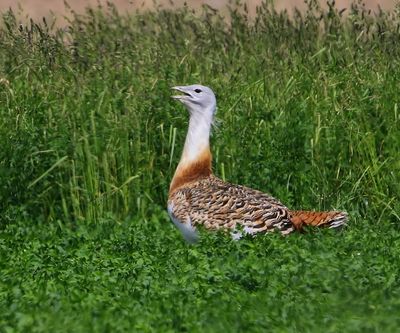 Grote Trap - Great Bustard