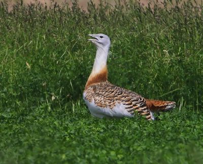 Grote Trap - Great Bustard