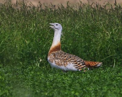 Grote Trap - Great Bustard