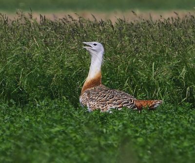 Grote Trap - Great Bustard