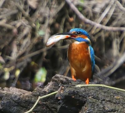 IJsvogel - Common Kingfisher