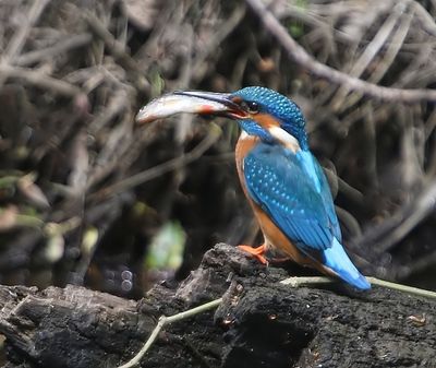 IJsvogel - Common Kingfisher