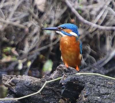 IJsvogel - Common Kingfisher