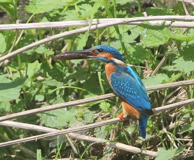 IJsvogel - Common Kingfisher