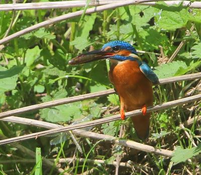 IJsvogel - Common Kingfisher