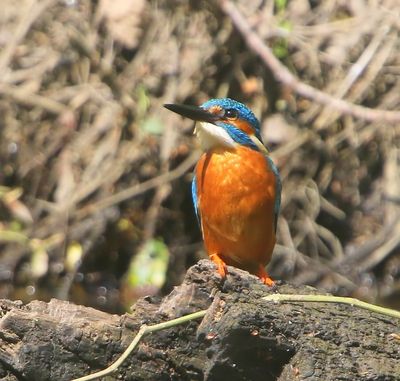 IJsvogel - Common Kingfisher