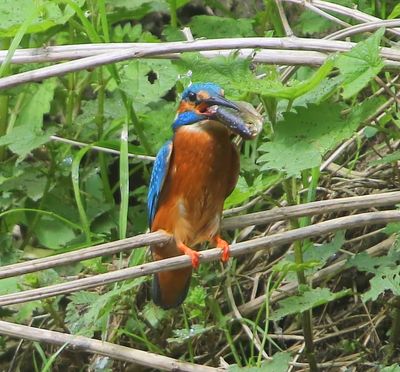 IJsvogel - Common Kingfisher
