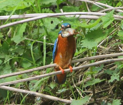 IJsvogel - Common Kingfisher