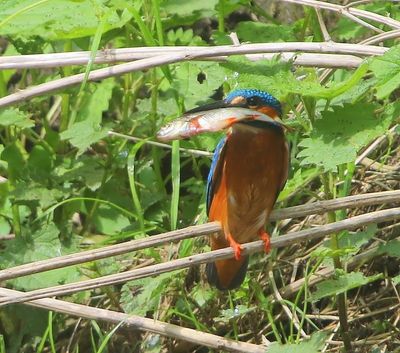 IJsvogel - Common Kingfisher