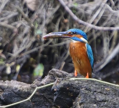IJsvogel - Common Kingfisher