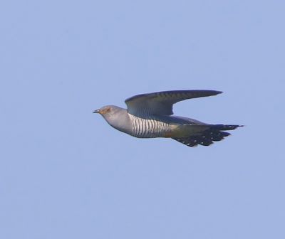 Koekoek - Common Cuckoo