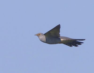 Koekoek - Common Cuckoo