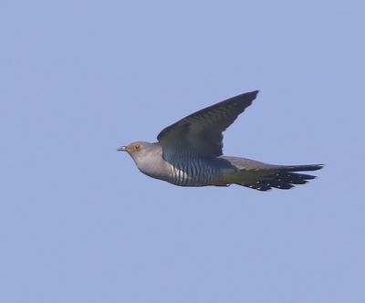 Koekoek - Common Cuckoo