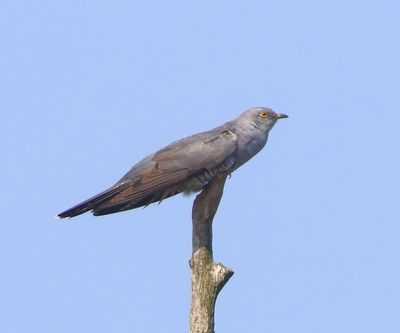 Koekoek - Common Cuckoo