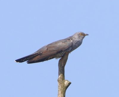 Koekoek - Common Cuckoo