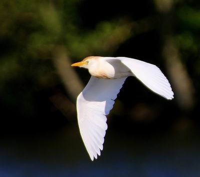 Koereiger - Cattle Egret