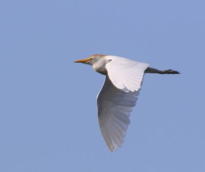 Koereiger - Cattle Egret