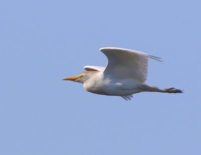 Koereiger - Cattle Egret