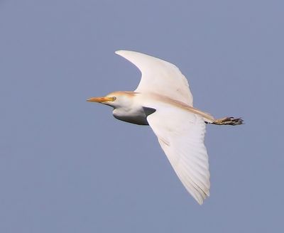 Koereiger - Cattle Egret
