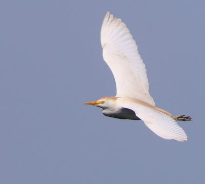 Koereiger - Cattle Egret