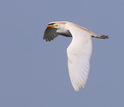 Koereiger - Cattle Egret