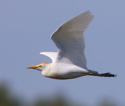 Koereiger - Cattle Egret