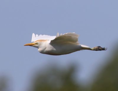 Koereiger - Cattle Egret