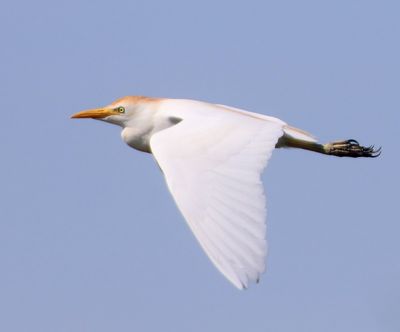 Koereiger - Cattle Egret