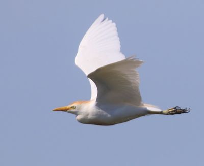 Koereiger - Cattle Egret