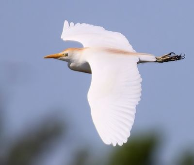 Koereiger - Cattle Egret