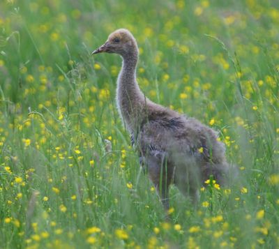 Kraanvogel - Common Crane