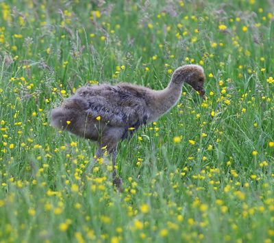 Kraanvogel - Common Crane
