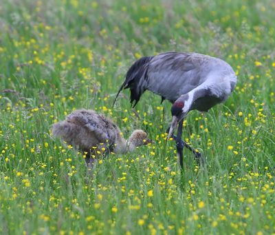 Kraanvogels - Common Cranes
