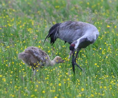 Kraanvogels - Common Cranes