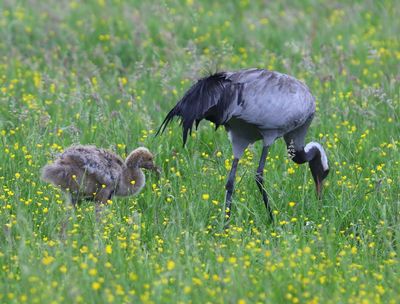 Kraanvogels - Common Cranes