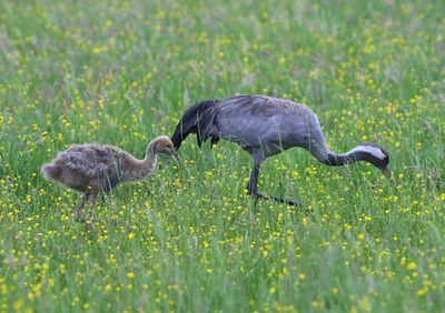 Kraanvogels - Common Cranes